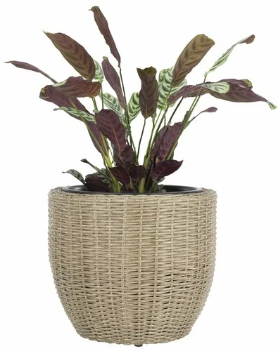 Ytterkruka SVARTBAK Ø42xH36 Natur 3 Ytterkruka SVARTBAK Ø42xH36 Natur